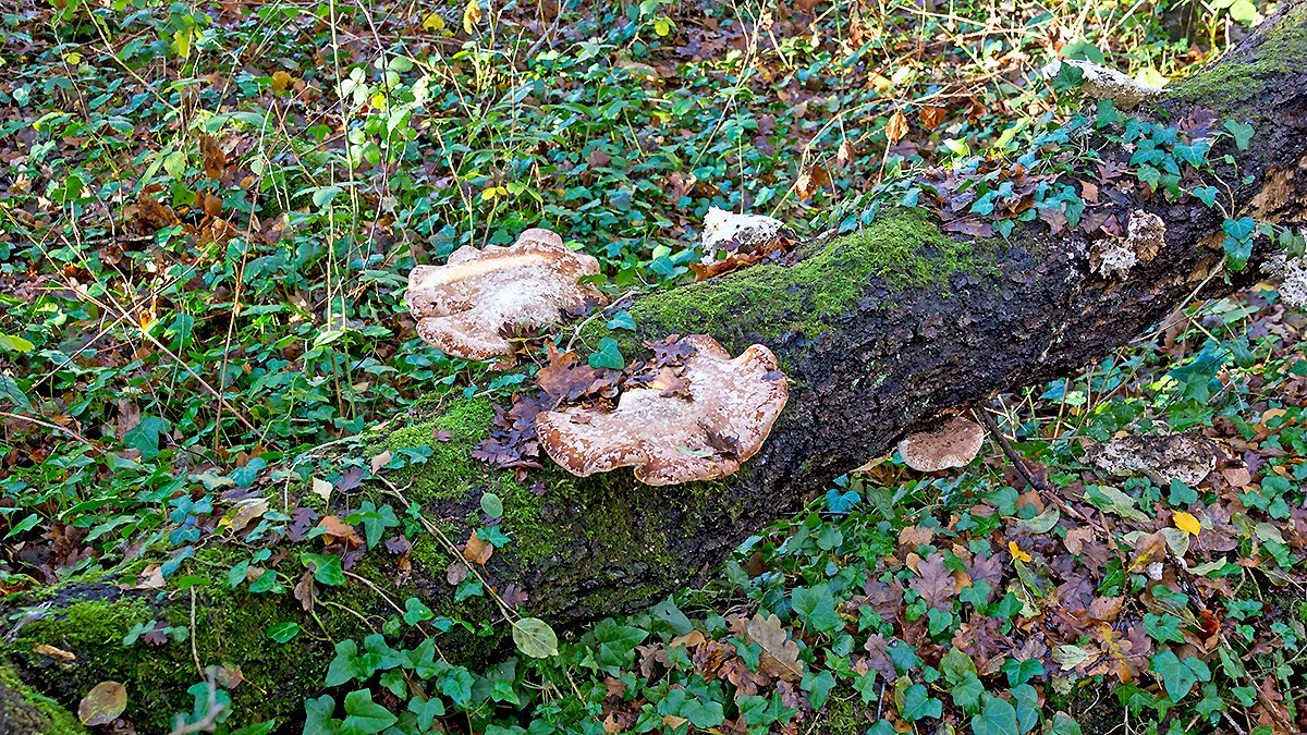 fungus [unidentified]