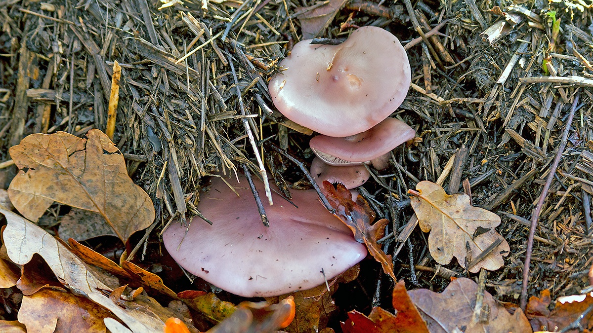 Blewit mushrooms [Collybia sp.]