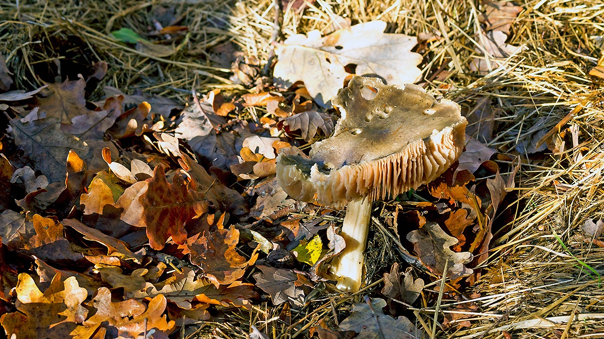 mushroom [unidentified]