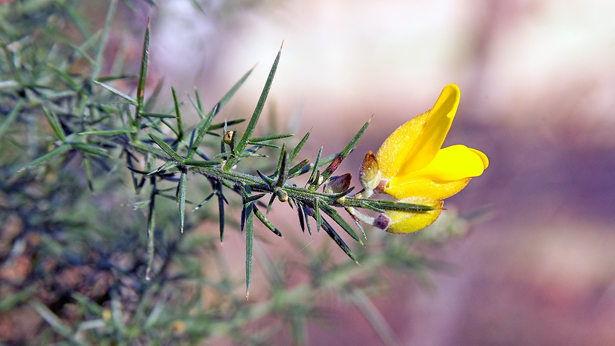 Gorse [Ulex europaeus]