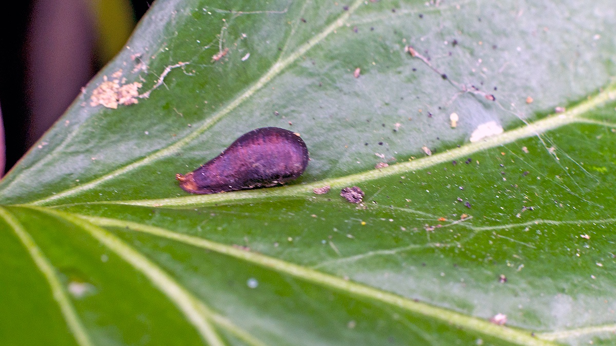 hoverfly pupa [Syrphidae sp.?]