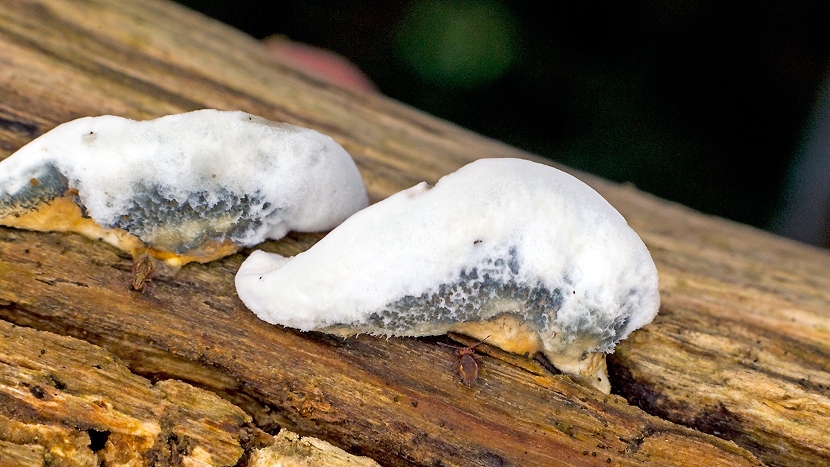 bracket fungus [Postia sp.?]
