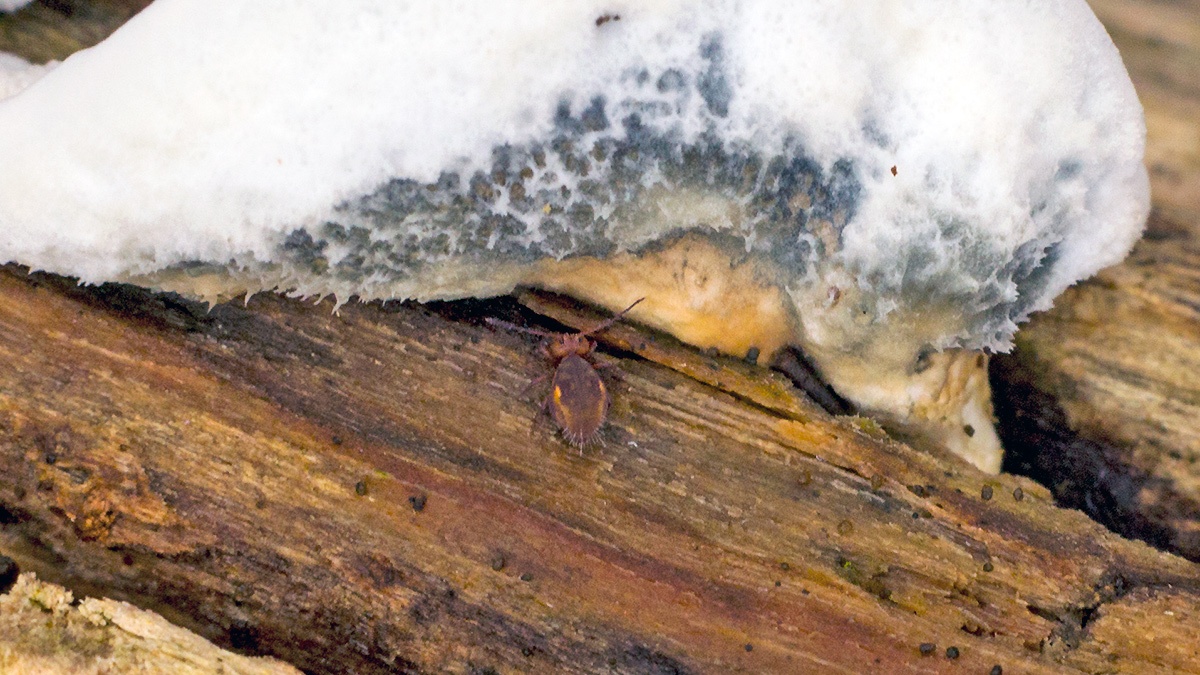 globular springtail [Dicyrtomina saundersi?]