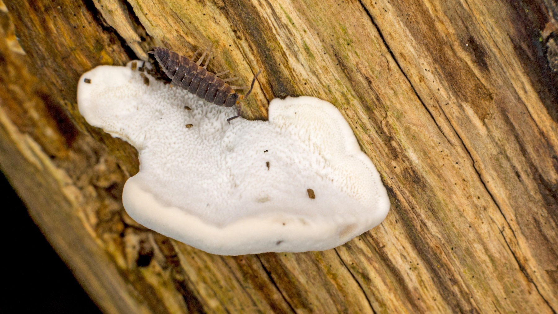 bracket fungus [Postia sp.?]