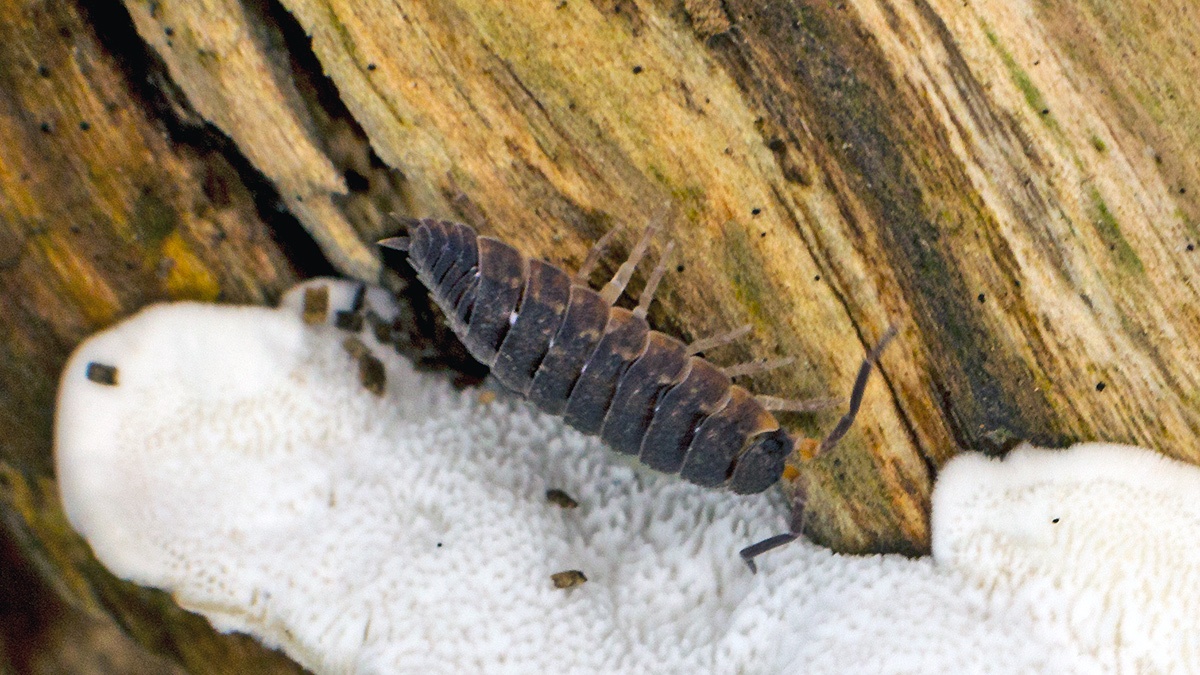 Common Rough Woodlouse [Porcellio scaber]
