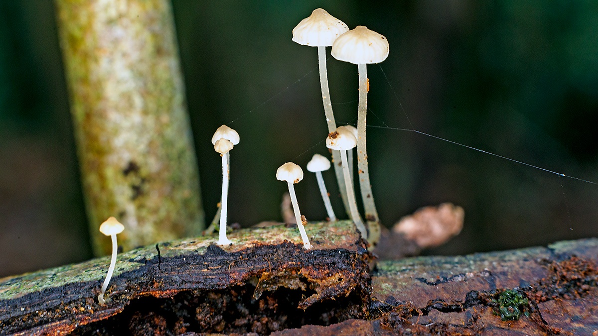 bonnet mushrooms [Mycena sp.?]