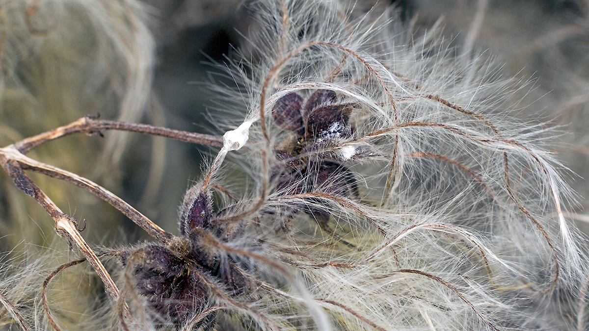 Old Man’s Beard / Traveller’s Joy [Clematis vitalba]