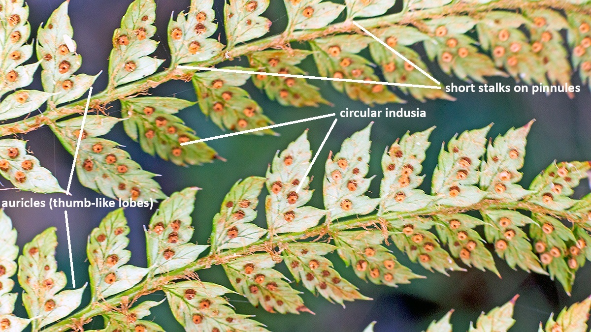 Soft-Shield Fern [Polystichum setiferum]