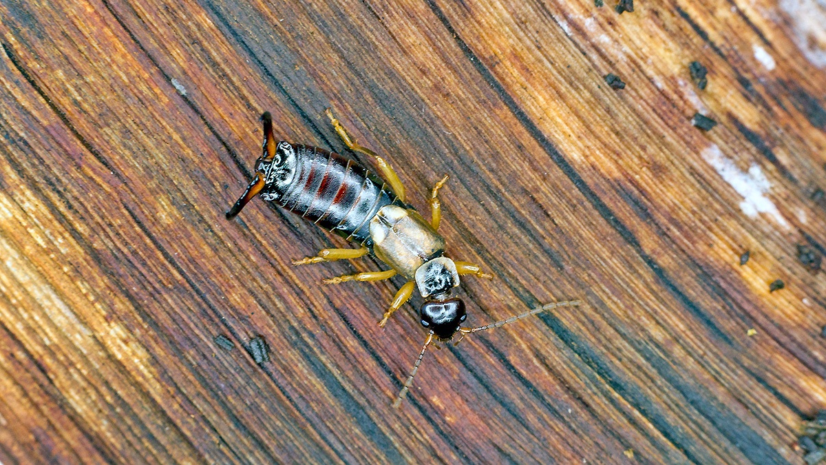 Common Earwig [Forficula auricularia]