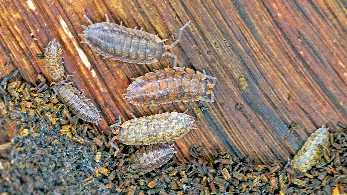Common Rough Woodlouse [Porcellio scaber]