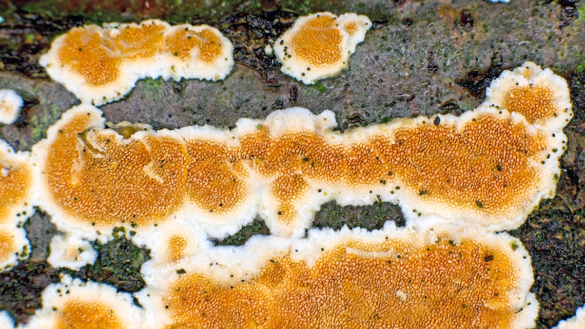 Ochre Spreading Tooth [Steccherinum ochraceum]