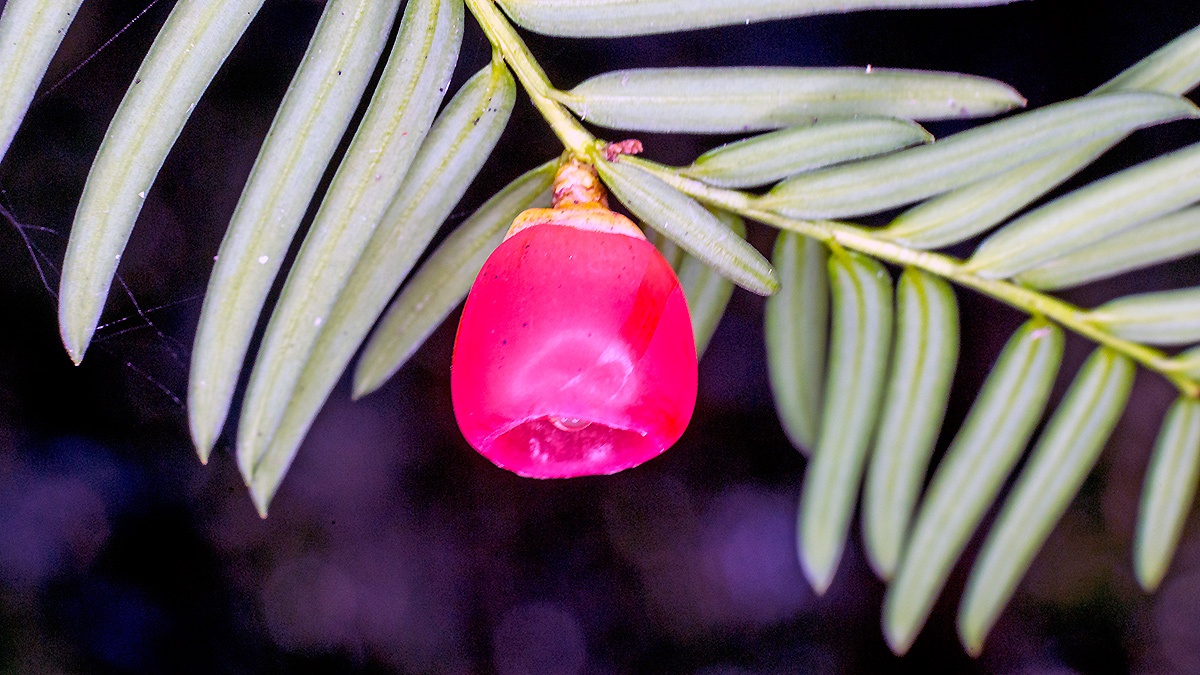 Yew [Taxus baccata]