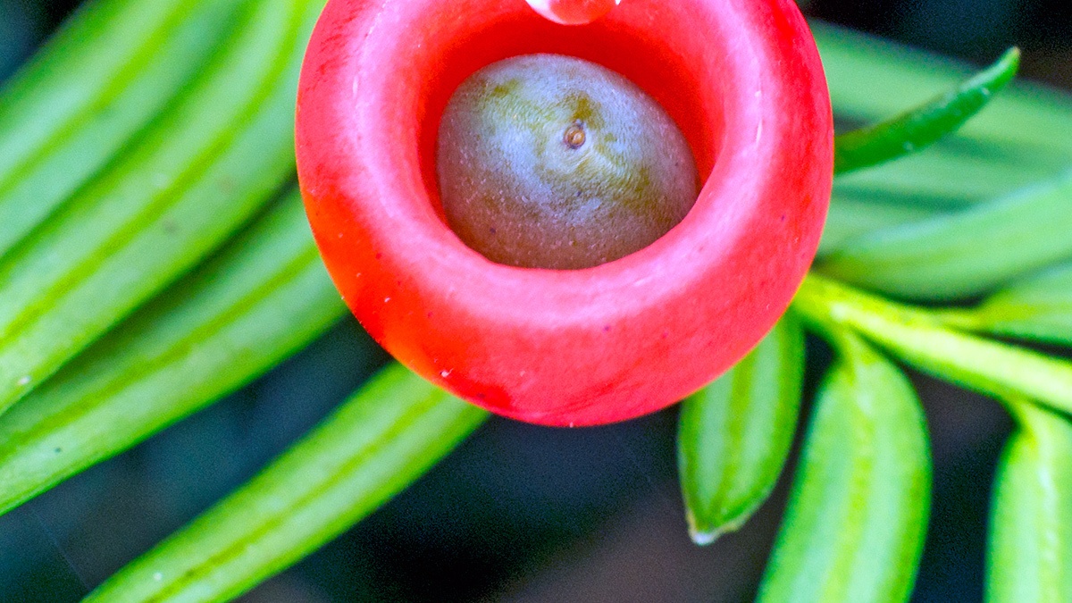 Yew [Taxus baccata]