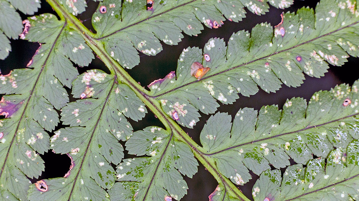 Scaly Male Fern [Dryopteris affinis]