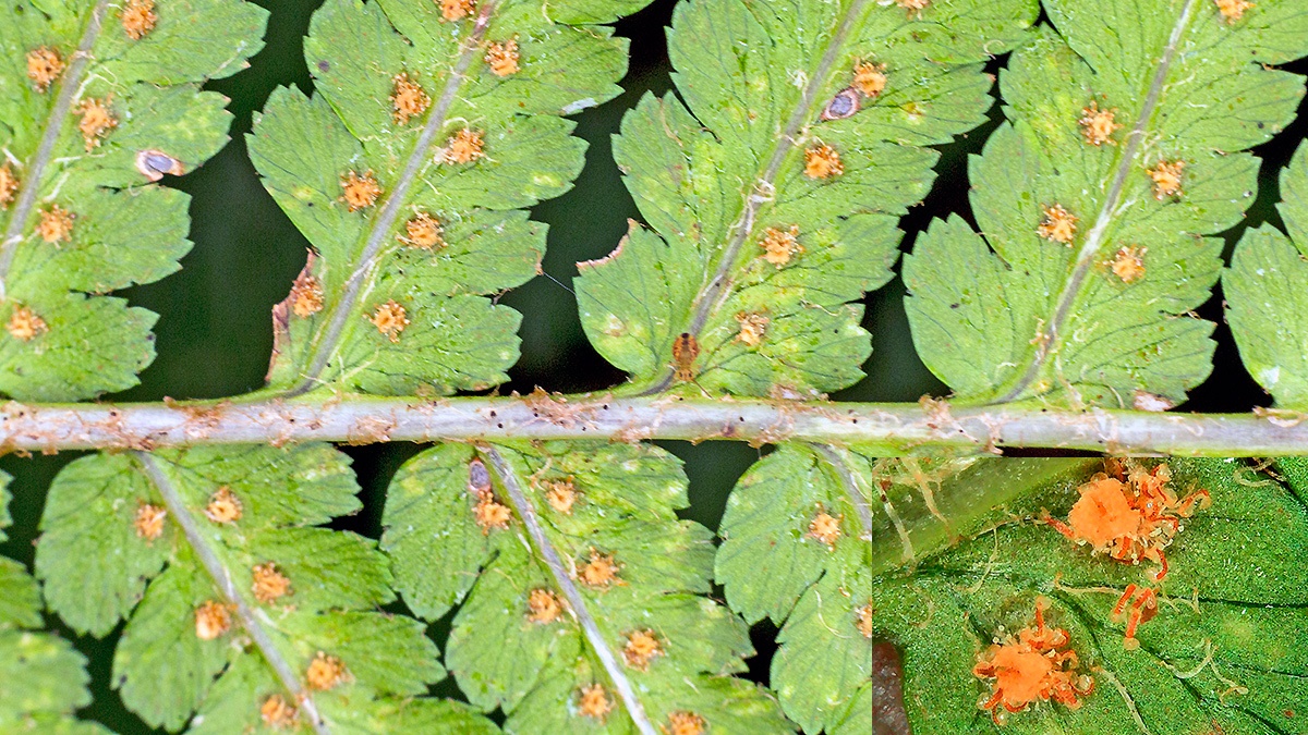 Scaly Male Fern [Dryopteris affinis]