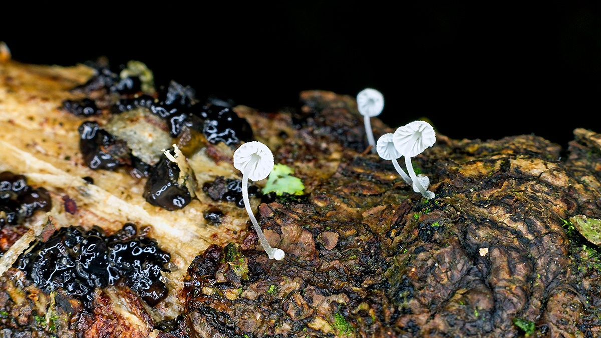 bonnet mushrooms [Mycena sp.?]