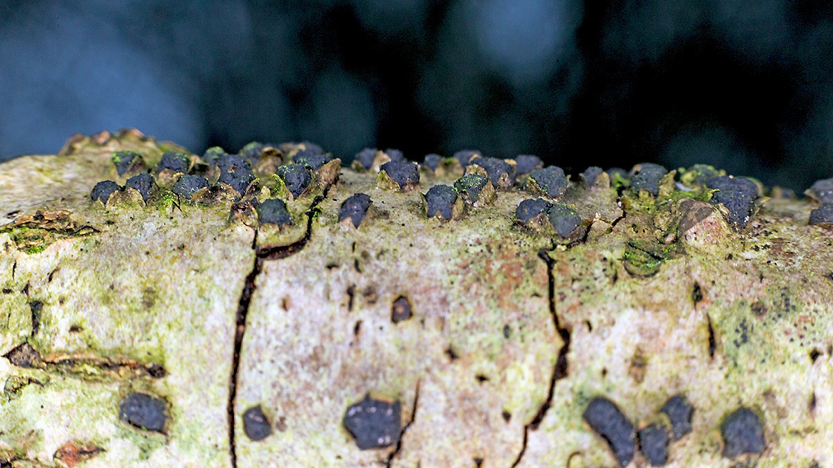 Birch Woodwart [Jackrogersella multiformis?]