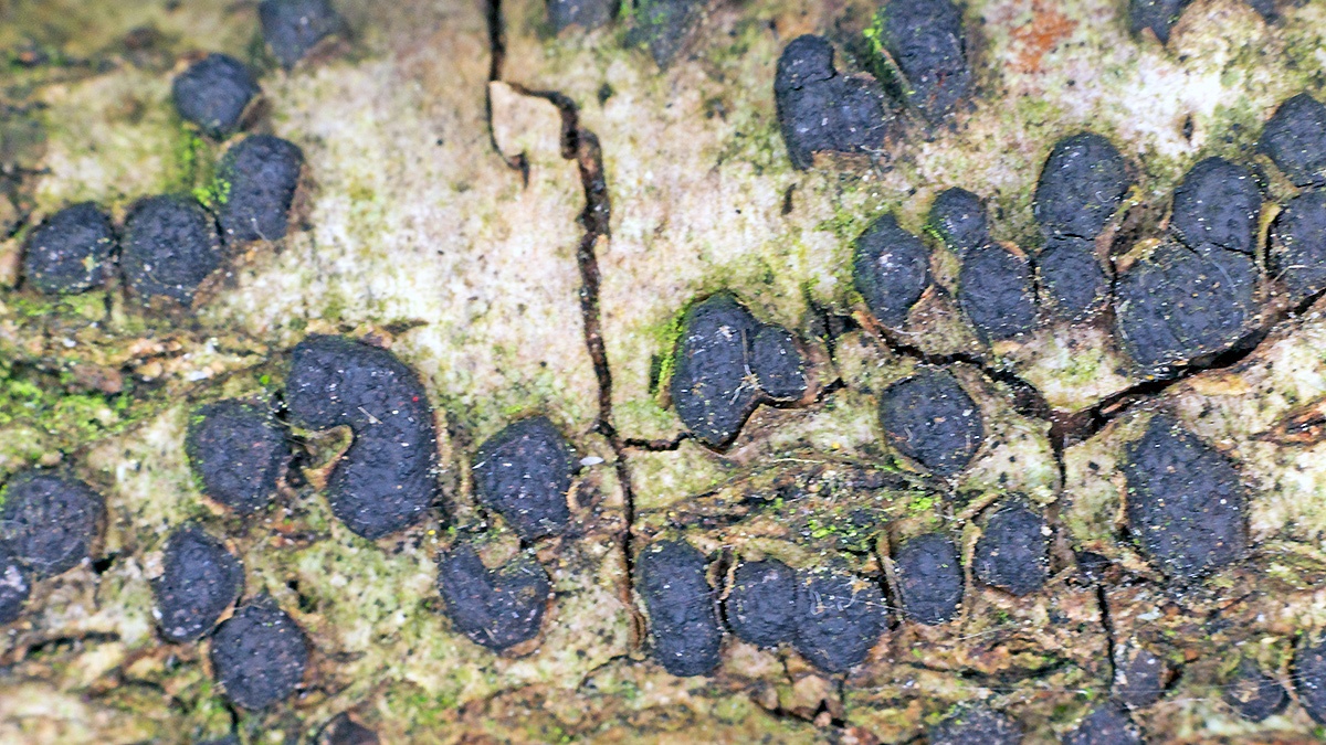 Birch Woodwart [Jackrogersella multiformis?]