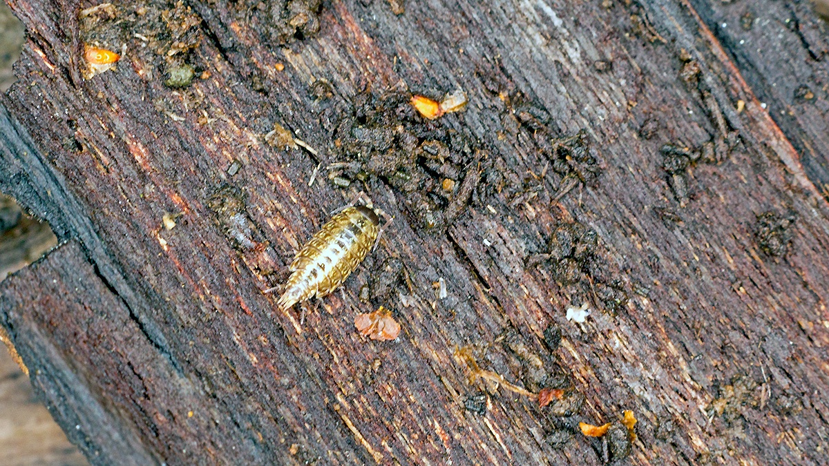 Common Striped Woodlouse [Philoscia muscorum]