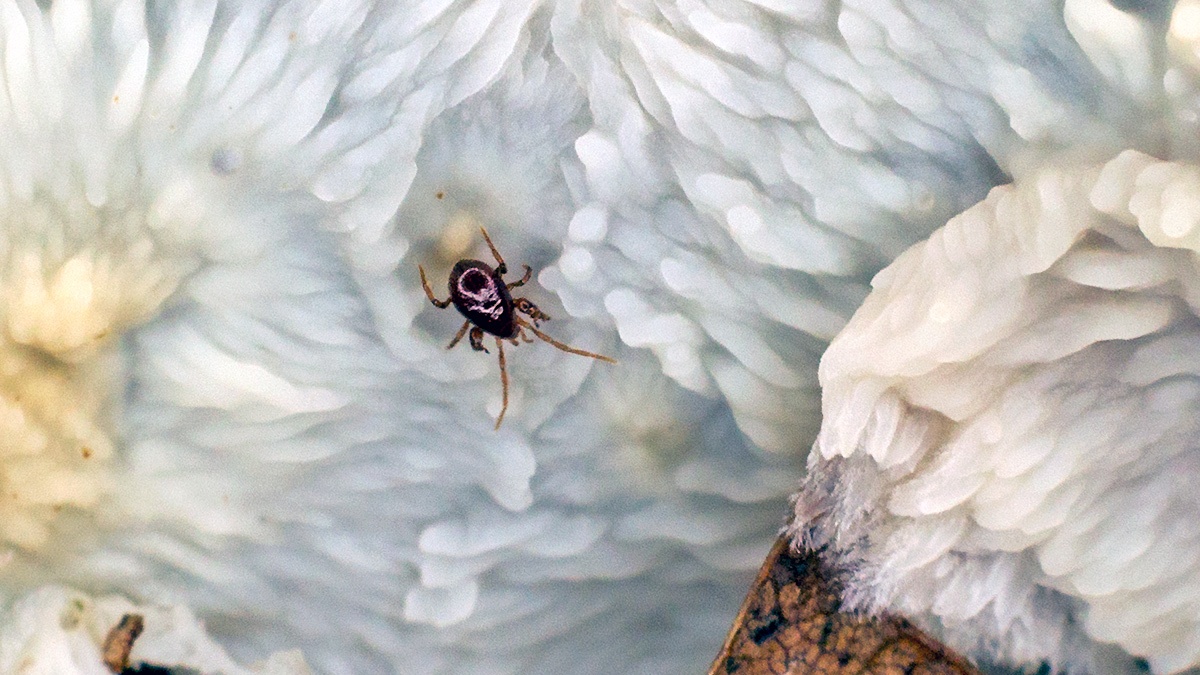 spider beetle ? [Gibbium sp.?]