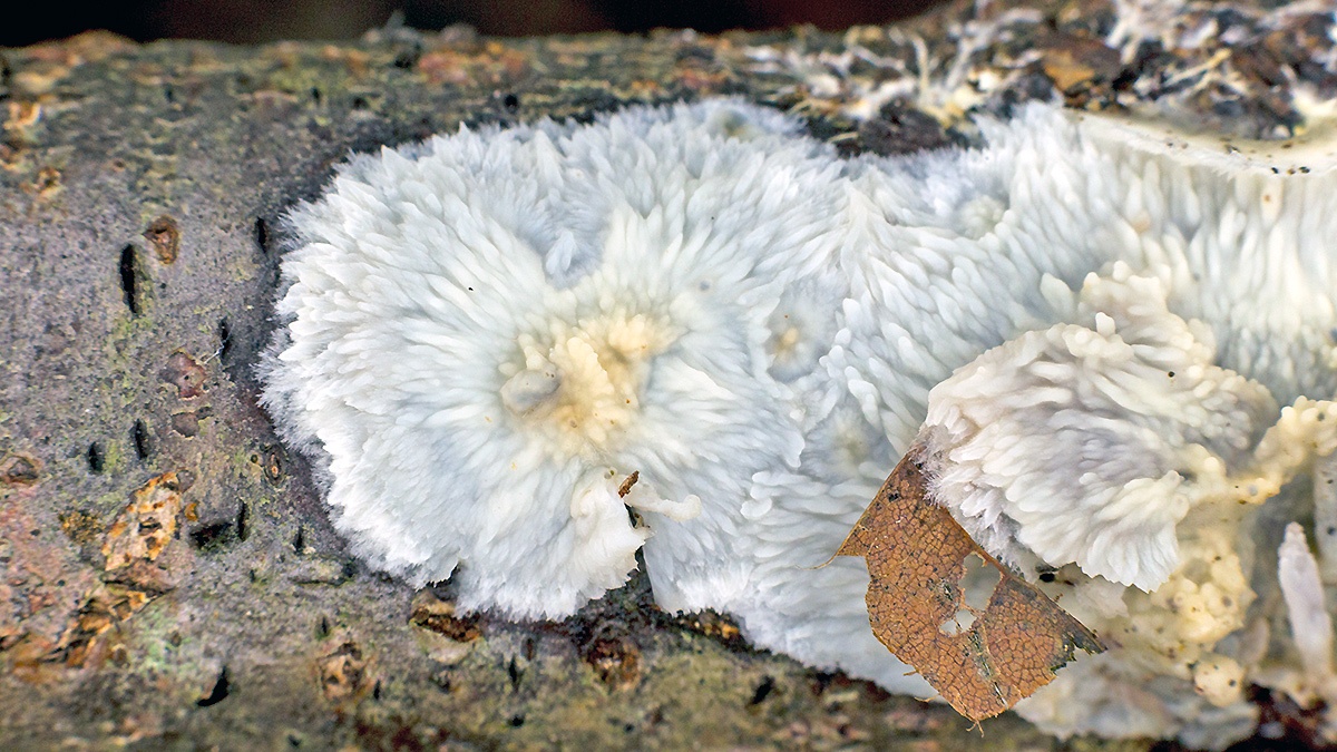 Wrinkled Crust [Phlebia radiata?]
