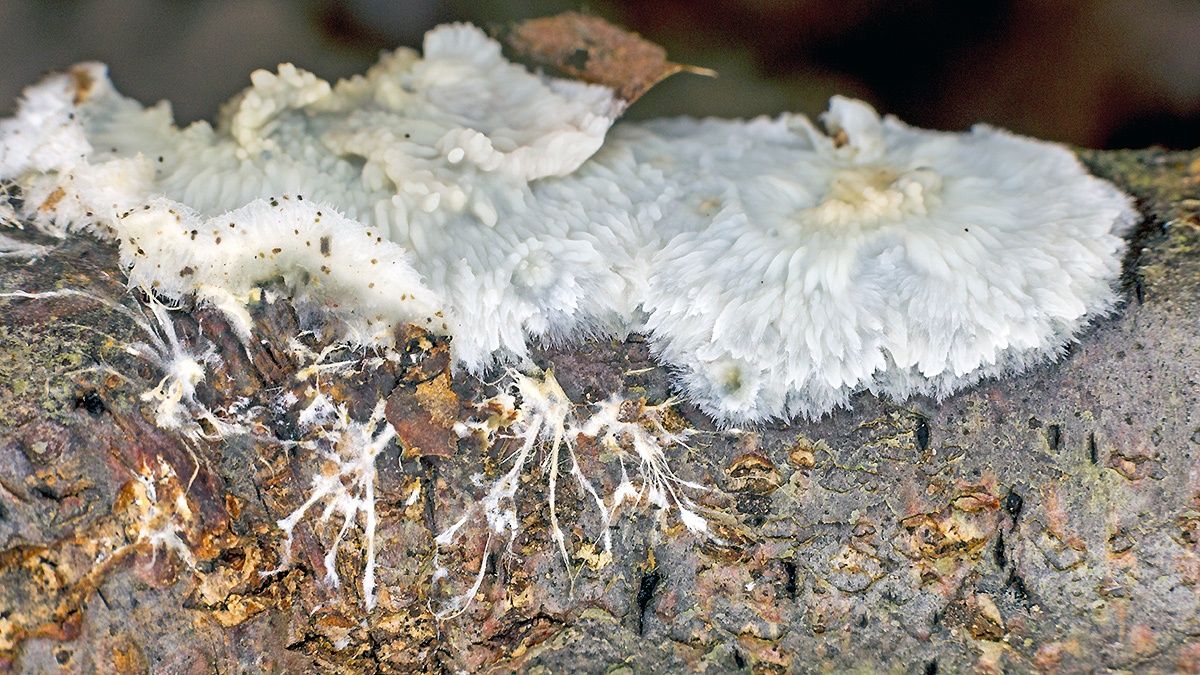 Wrinkled Crust [Phlebia radiata?]