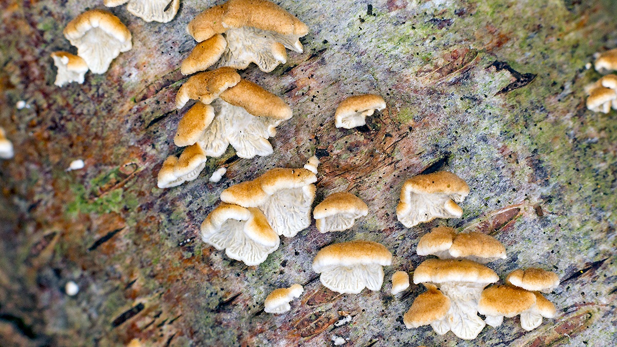 Crimped Gill [Plicaturopsis crispa ?]