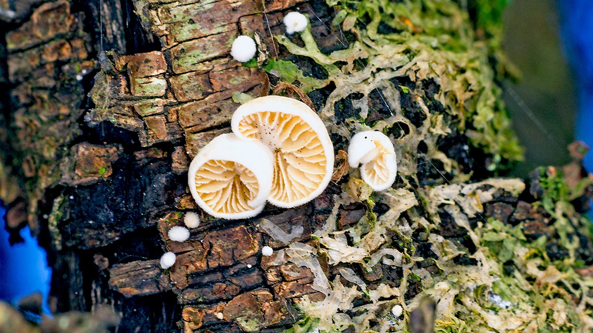 an Oysterling mushroom [Crepidotus sp.]
