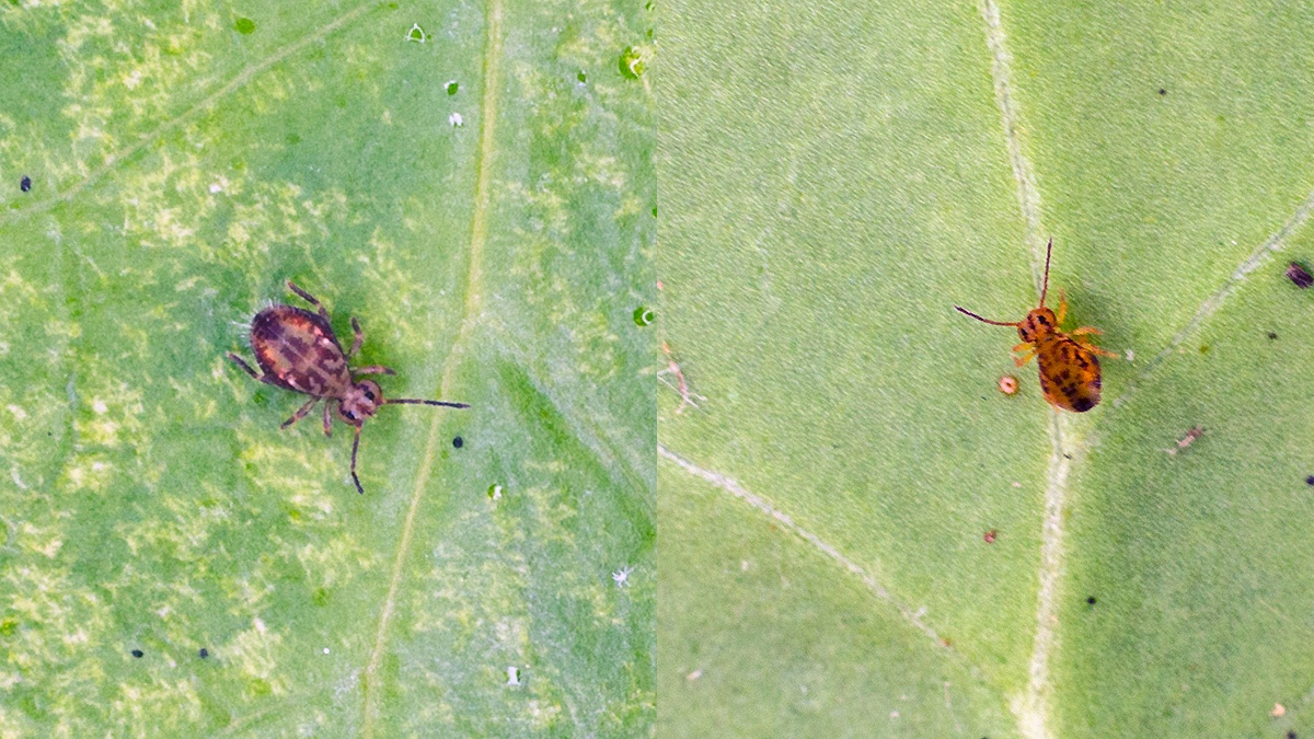 globular springtail [Dicyrtomina saundersi]
