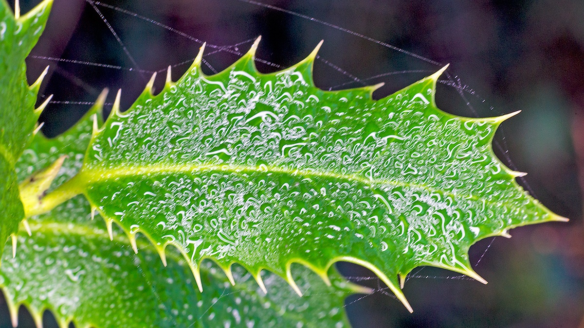 Heavy dew on Holly [Ilex aquifolium]