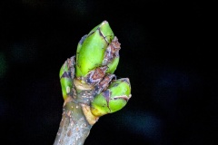 Birch Catkin Bug [Kleidocerys resedae]