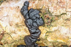 Black Witches' Butter [Exidia glandulosa]