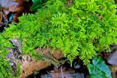 Common Tamarisk-moss [Thuidium tamariscinum ?]