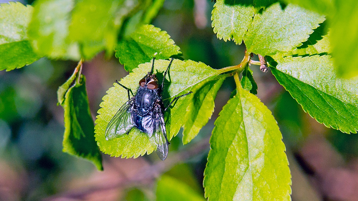 Common Bluebottle [Calliphora vicina]