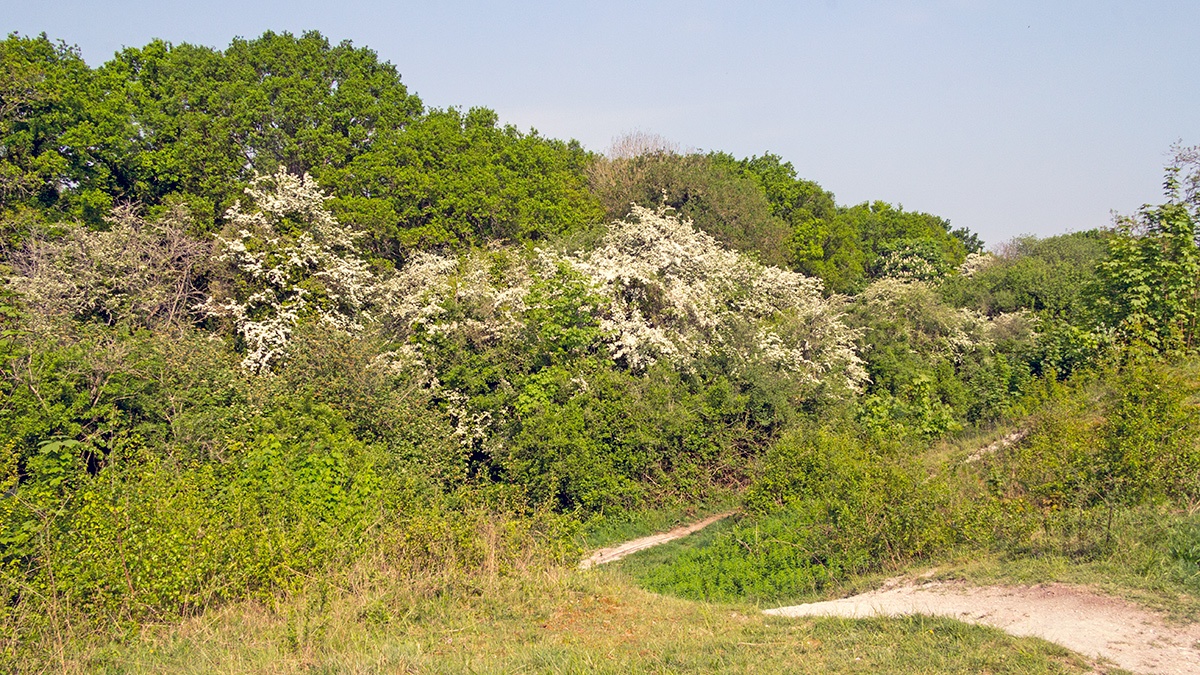 Banstead Downs, Surrey