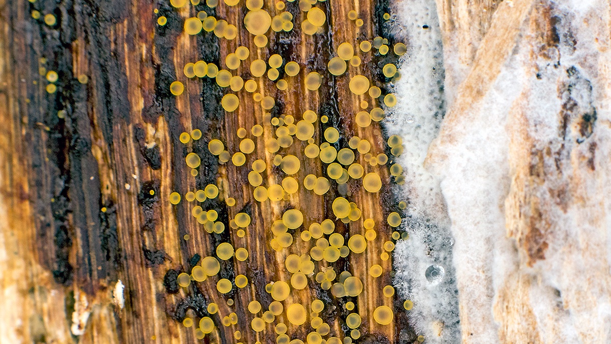 Common Glasscup [Orbilia xanthostigma ?]