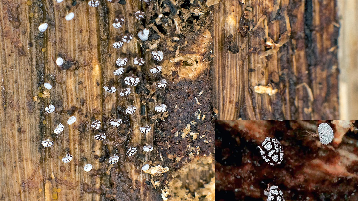 slime mould [Physarum album ?]