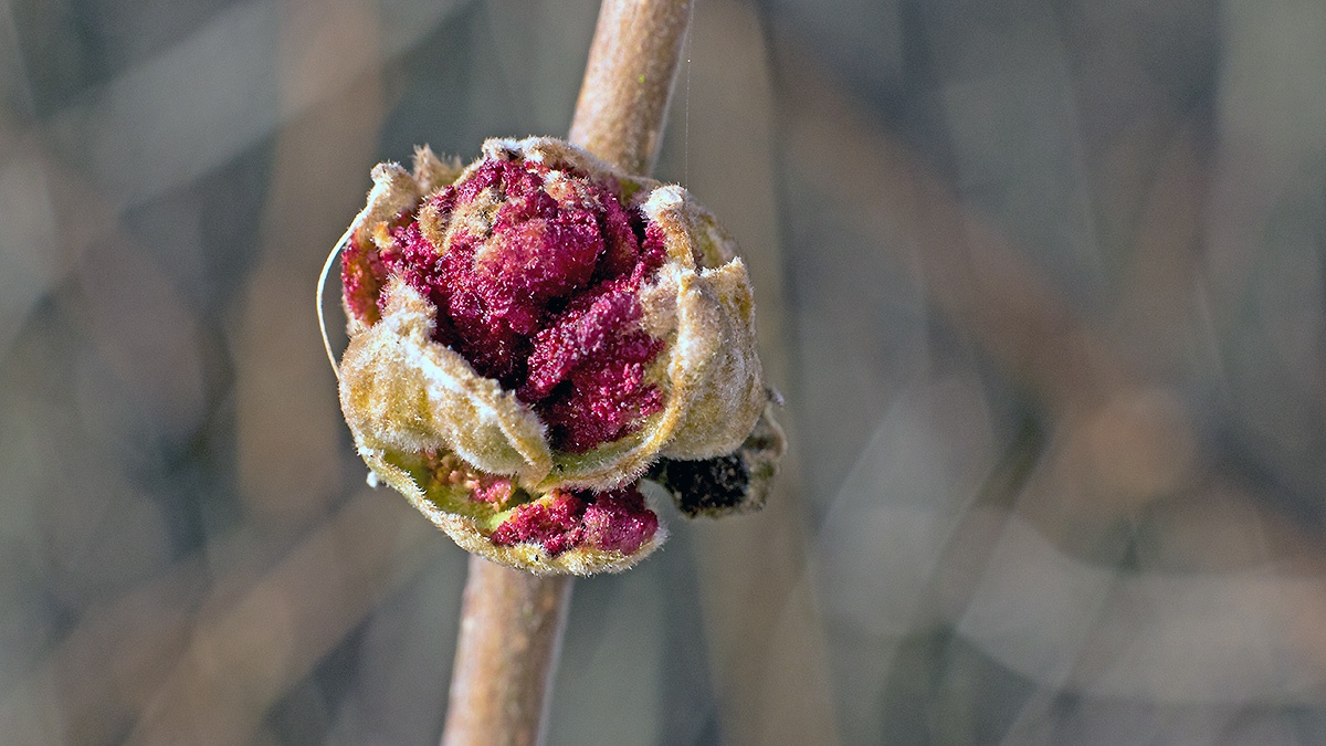 Hazelnut Gall Mite [Phytoptus avellanae]
