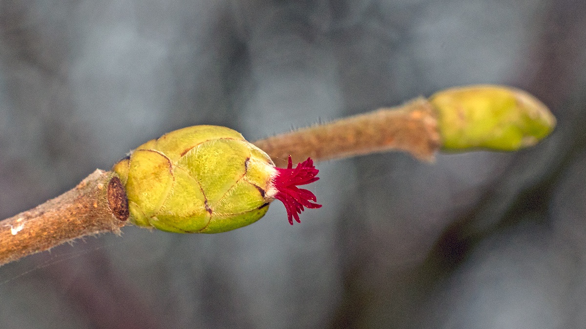 Common Hazel [Corylus avellana]