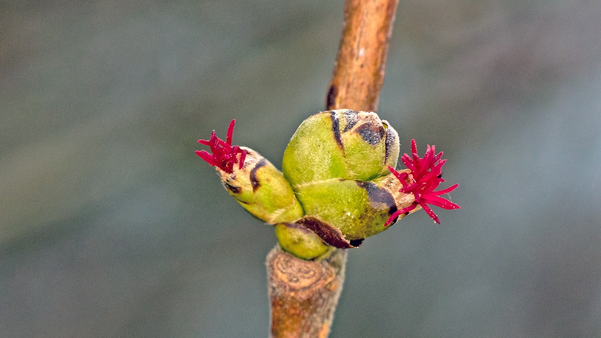 Common Hazel [Corylus avellana]