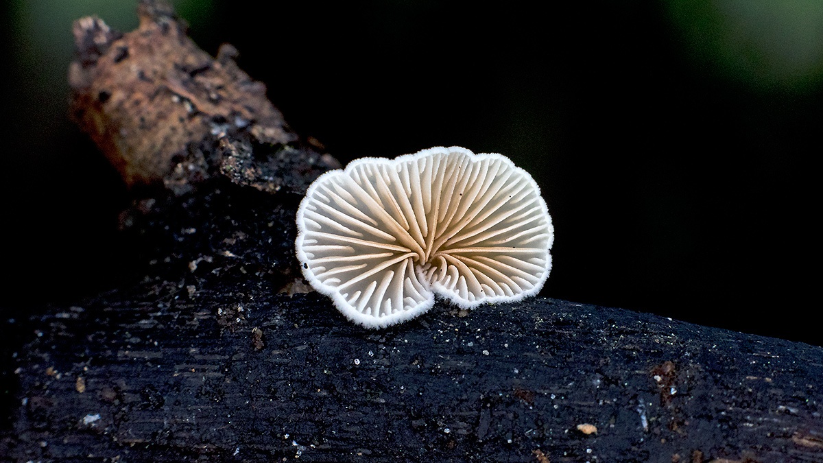fungus [unidentified]