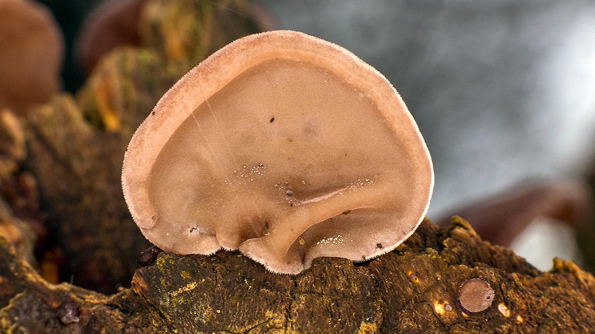 Jelly Ear [Auricularia auricula-judae]