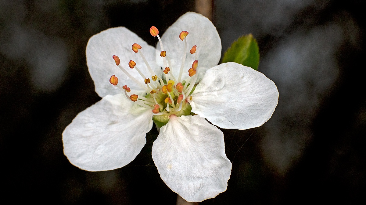 Cherry Plum [Prunus cerasifera]