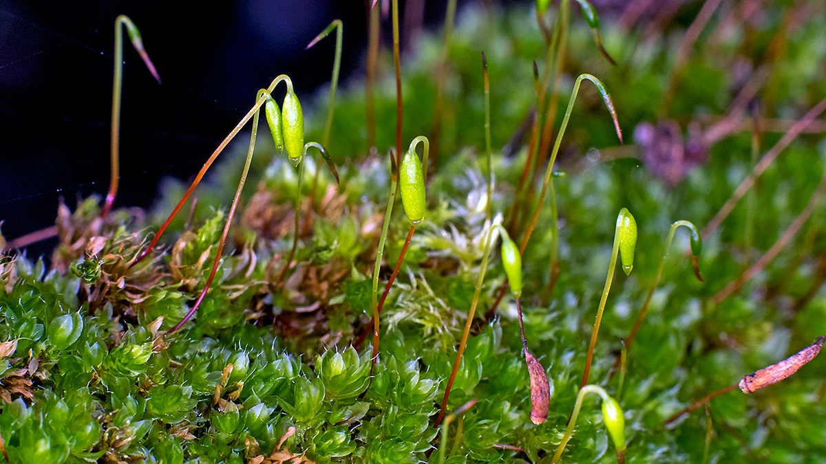 Capillary Thread-moss [Rosulabryum capillare ?]
