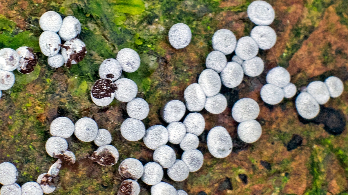slime mould [Badhamia panicea ?]