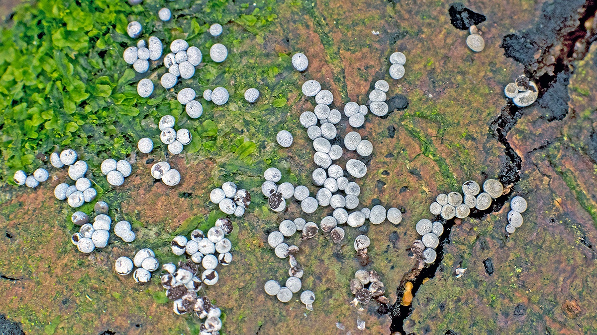 slime mould [Badhamia panicea ?]