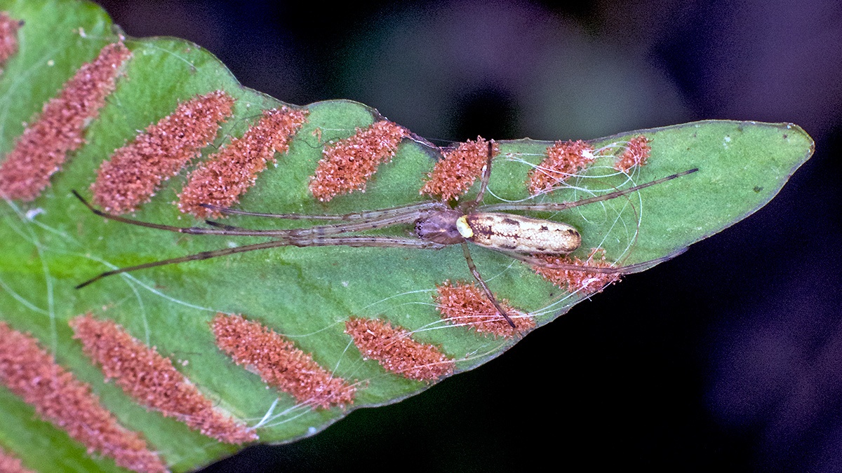 Common Stretch Spider [Tetragnatha extensa]