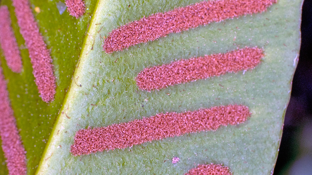 Hart's-tongue Fern [Asplenium scolopendrium]