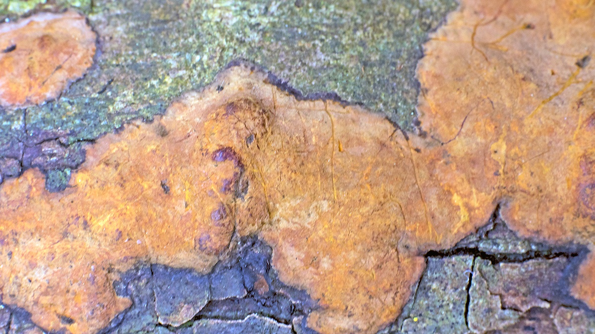Rosy Crust [Peniophora incarnata ?]