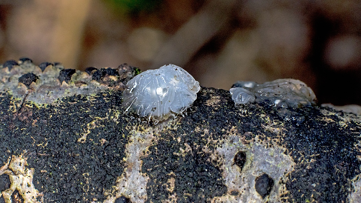 Crystal Brain [Myxarium nucleatum ?]
